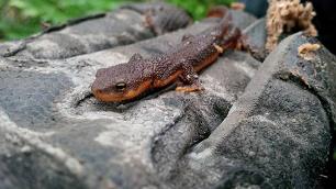 Photo: A rough-skinned newt found at the forest on a lovely rainy day. (Taricha granulosa)